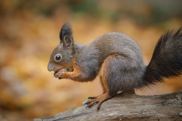 Naklejka na ściany i meble Autumn red squirrel in radiant forest