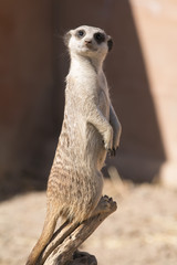meerkat