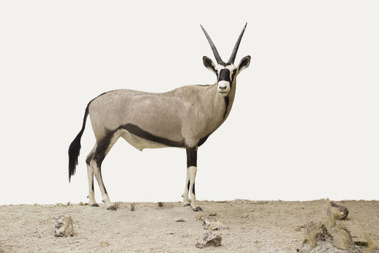 Oryx sobre fondo blanco