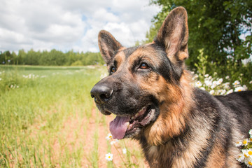 Dog german shepherd and grass around in a summer