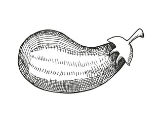 eggplant sketch. vector illustration