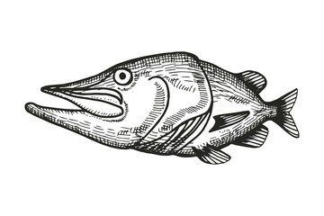 Fototapeta premium fish pike cartoon sketch. vector illustration