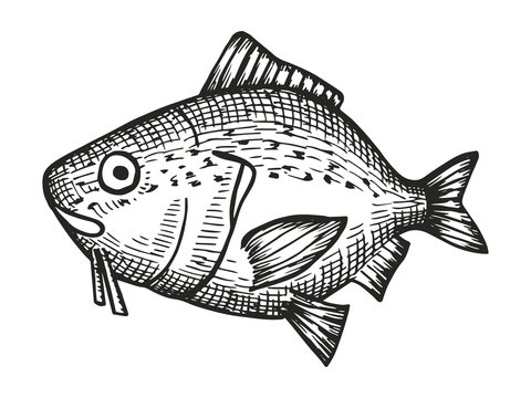 carp fish cartoon sketch. vector illustration