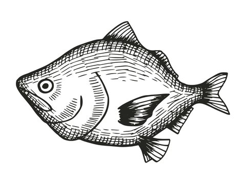 carp fish cartoon sketch. vector