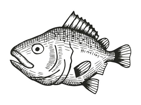 fish redfish cartoon sketch. vector illustration