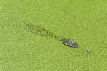 A Crocodile Swimming in Green Duckweed Puddle Background