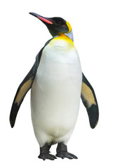 Emperor penguin - obrazy, fototapety, plakaty