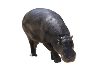 Hippopotamus (Hippopotamus amphibius), it is isolated on a white background