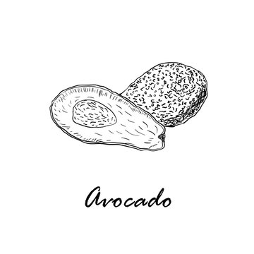 Hand drawn black vector illustration of avocado isolated on white