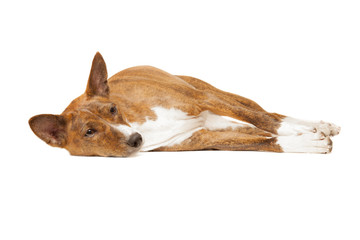 basenji dog isolated on white background