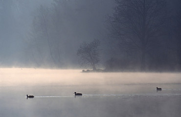 Kaczki trzy © Tomek Kiecana