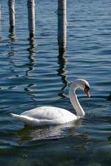 Obraz premium Schwan, Starnberger See