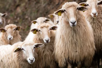 Wall murals Sheep herd of calm long wool hair sheep looking at camera
