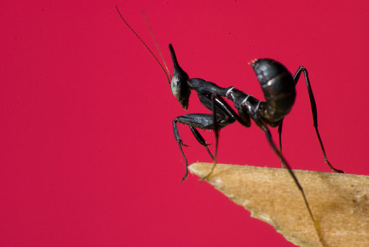 Mantis