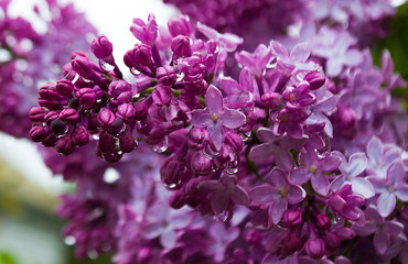 Fragrant lilac flowers bloom in spring
