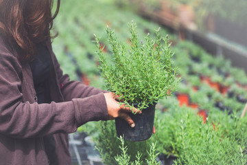 Greenhouse flower seedlings. women gardeners