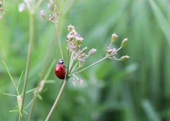 Gl&uuml;cksk&auml;fer