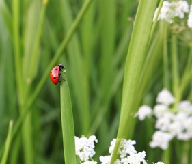 Gl&uuml;cksk&auml;fer