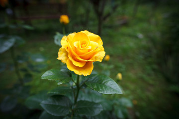 A yellow rose on a natural blurred background