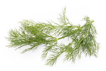 Fresh dill on the white background.