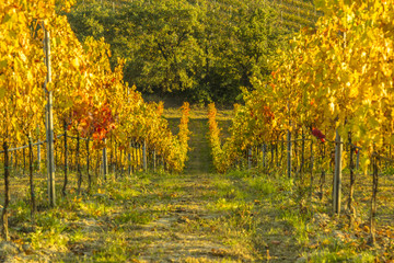 Naklejka premium View of vineyards in autumnal colors ready for harvest and production of wine.