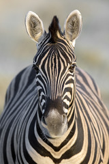 Fototapeta na wymiar Zebra in Namibia 