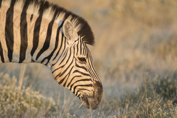 Zebra in Namibia
