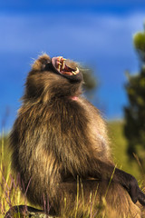 Gelada baboon (Theropithecus gelada), commonly known as the bleeding-heart monkey. Male displaying its canine teeth. Ethiopia, Simien Mountains National Park