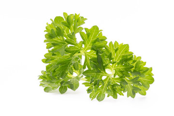 Parsley herb isolated on white background.