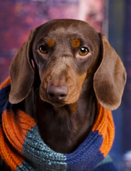 Dachshund wearing a scarf knit by hand