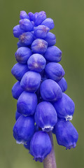 Grape Hyacinth