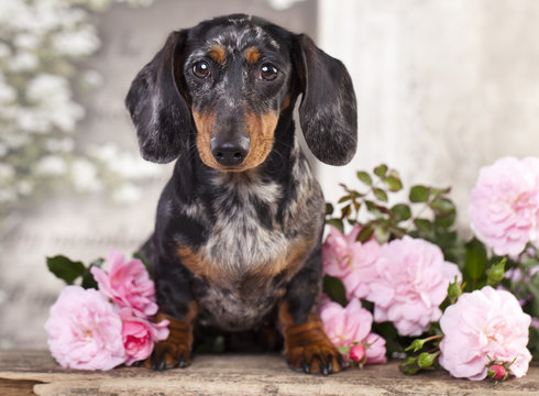 Tvo Dachshund dog and  flowers
