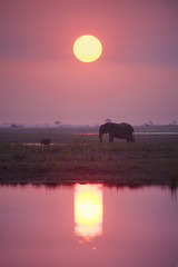 Fototapeta premium Elephant in Etosha National Park