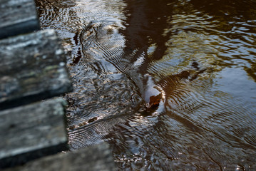 Small whirlpool in the river because of the stone on the bottom