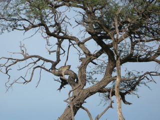 Leopard lying in African tree