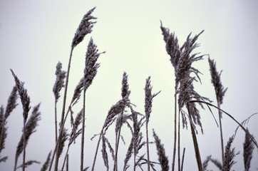 Obraz premium Plants with white rime. Cold winter or late autumn day and hoarfrost on plants.