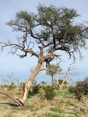 Fototapeta na wymiar Leopard lying in African tree