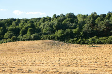 Fototapeta na wymiar golden field after harvest