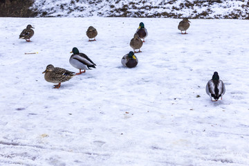 Wild ducks on snow in January . Winter morning in Warsaw, Poland..