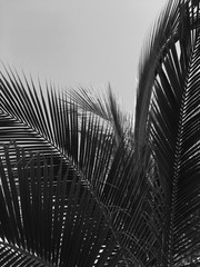 Palm tree leaves in black and white photography