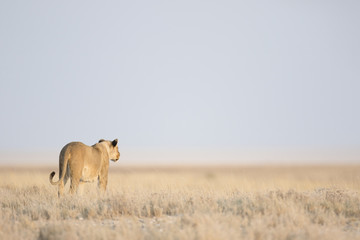 Lionne dans le parc national d& 39 Etosha