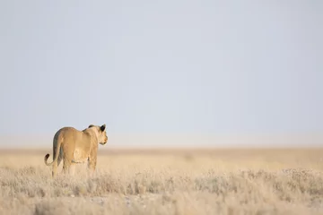 Papier Peint photo autocollant Lion Lionne dans le parc national d& 39 Etosha