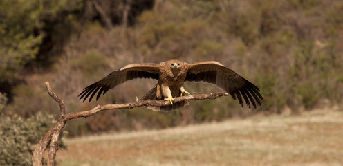 AGUILA IMPERIAL