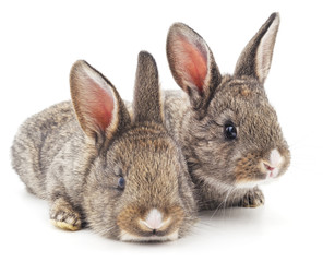 Two rabbits.