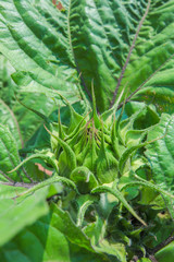 Sunflower bud in the summer garden.