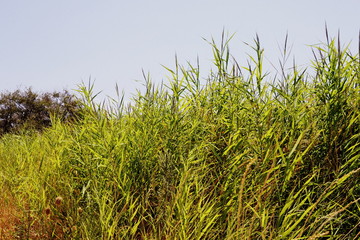 I'm looking for a summer 