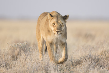 Female lion in Etosha National Park