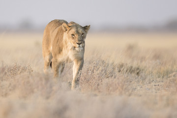 Female lion in Etosha National Park