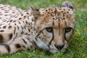 Portrait of a cheetah