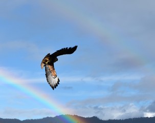 Red Tailed hawk in flight with rainbows